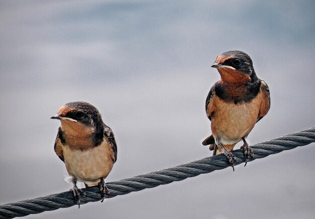 Close-up of birds on metallic rope