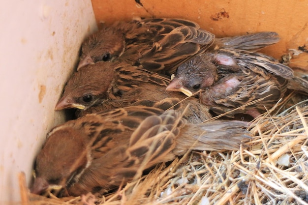 Photo close-up of birds in nest