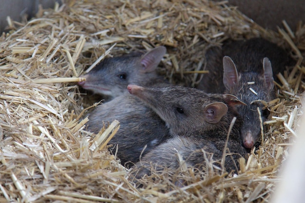 巣の中の鳥のクローズアップ