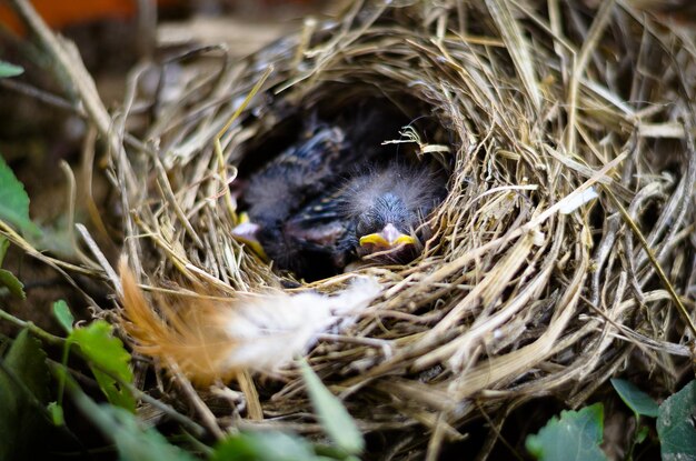 巣の中の鳥のクローズアップ