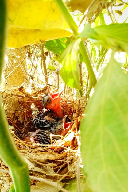 Close-up of birds in nest