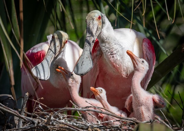 Foto prossimo piano di uccelli nel nido