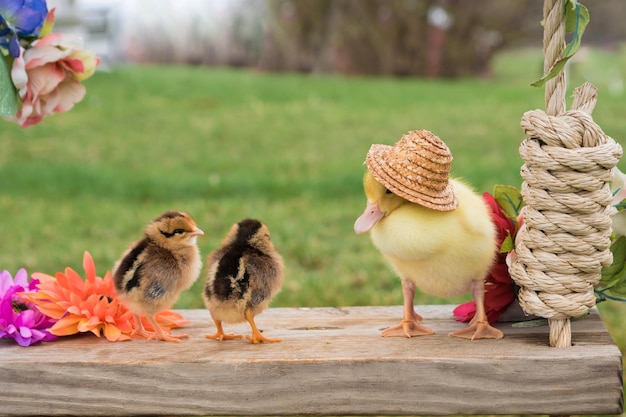 Photo close-up of birds outdoors