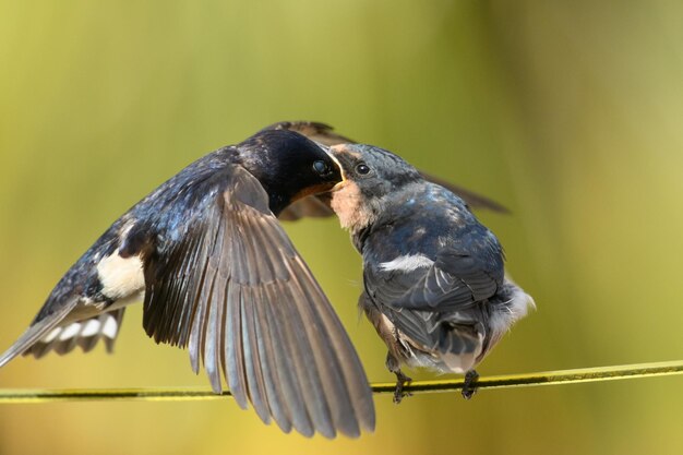 鳥に座っている鳥のクローズアップ