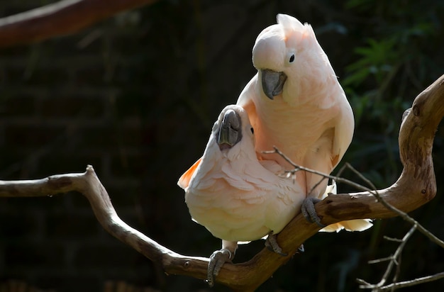 Close-up of birds perching on branch