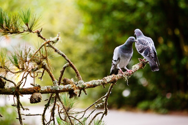 Close-up of birds perching on branch