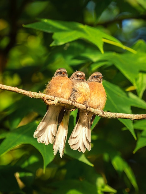 Photo close-up of birds perching on branch