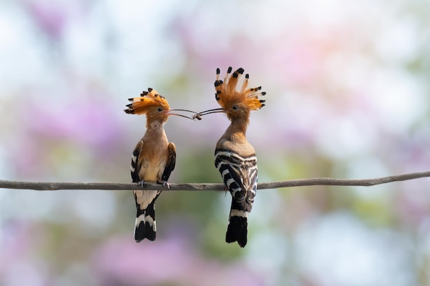 Foto close-up di uccelli appoggiati su un ramo