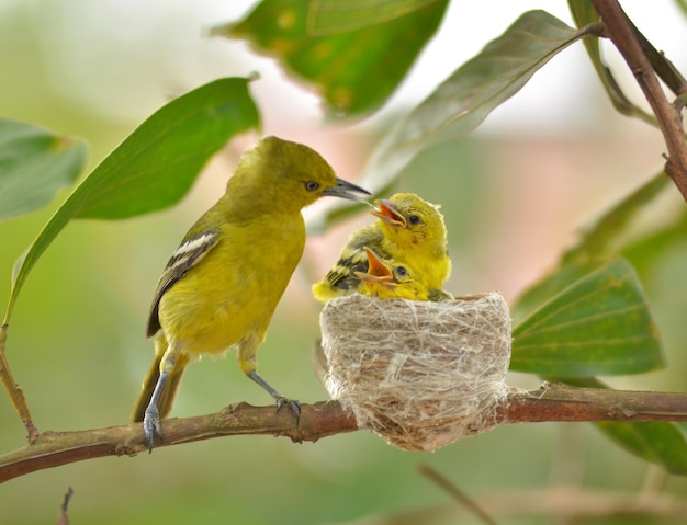 close-up of birds perching on branch