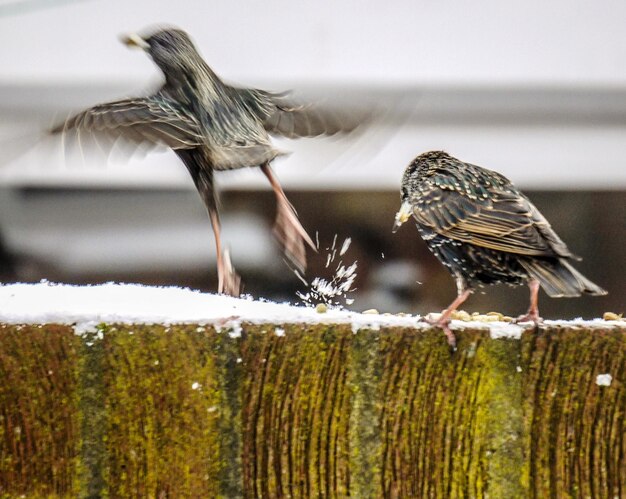 Photo close-up of birds perching on brick wall