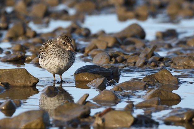 湖の上に座っている鳥のクローズアップ