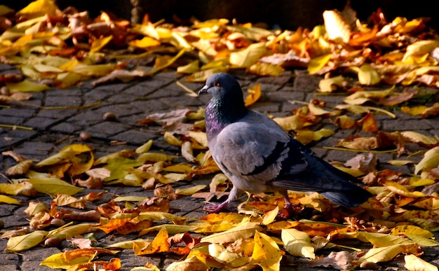 Photo close-up of birds perching on leaves