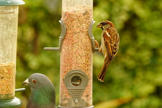 Close-up of birds perching on metal feeder