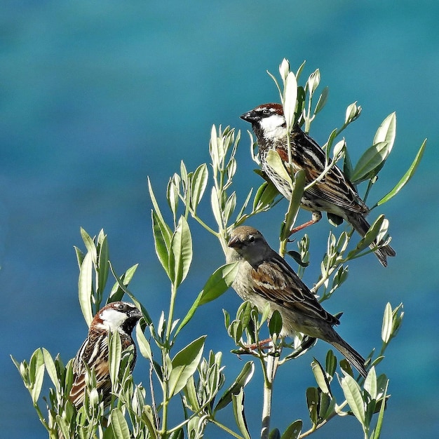 Photo close-up of birds perching on plant