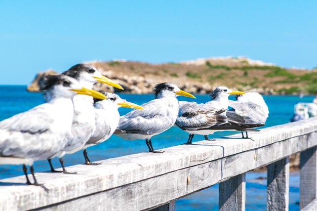 Close-up of birds perching railing against sea