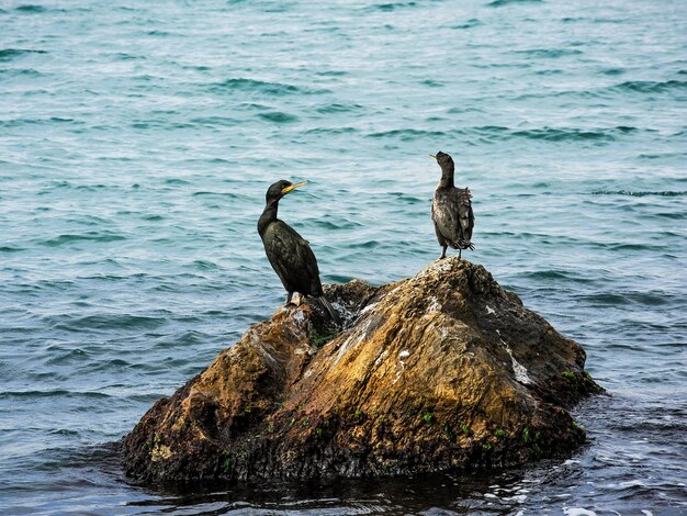 Close-up of birds perching on rock by sea