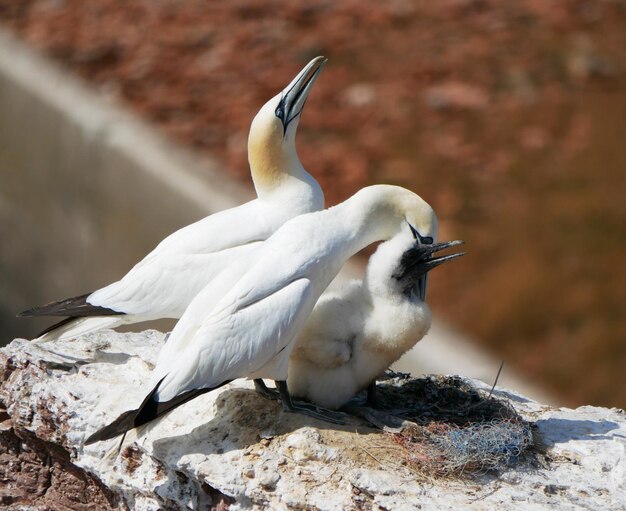 岩 に 座っ て いる 鳥 の クローズアップ