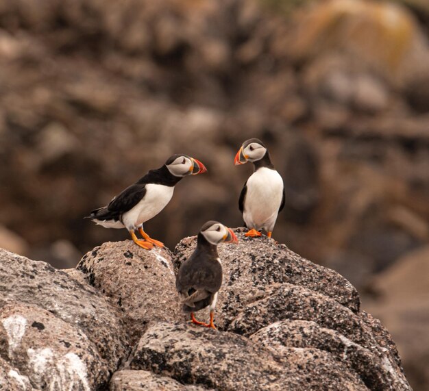 Photo close-up of birds perching on rock