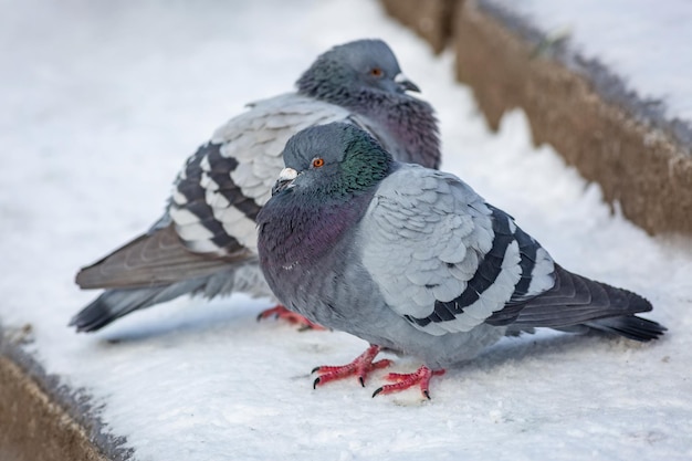 雪の上に座っている鳥のクローズアップ