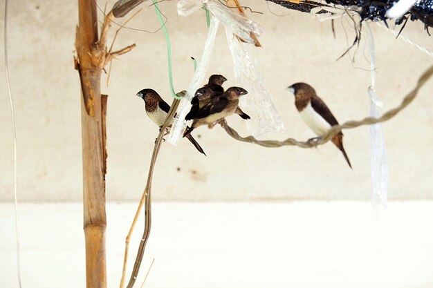 Close-up of birds perching on snow