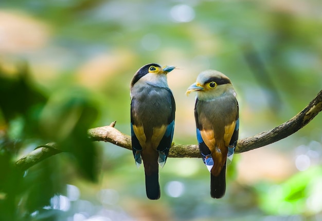 木の上に座っている鳥のクローズアップ