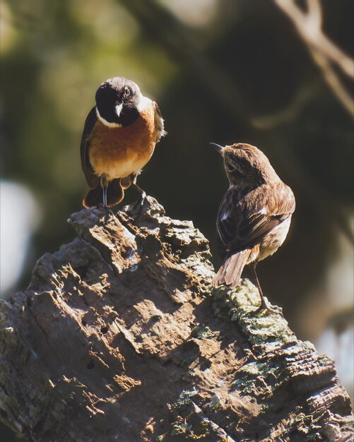 Close-up of birds perching on a tree