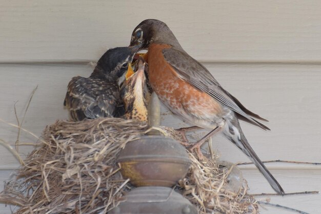 Photo close-up of birds perching on wall