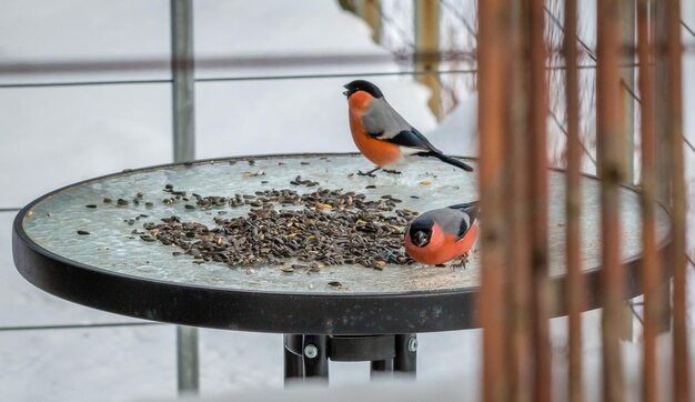 Photo close-up of birds perching on wood