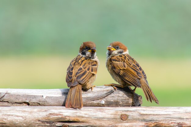 Photo close-up of birds perching on wood