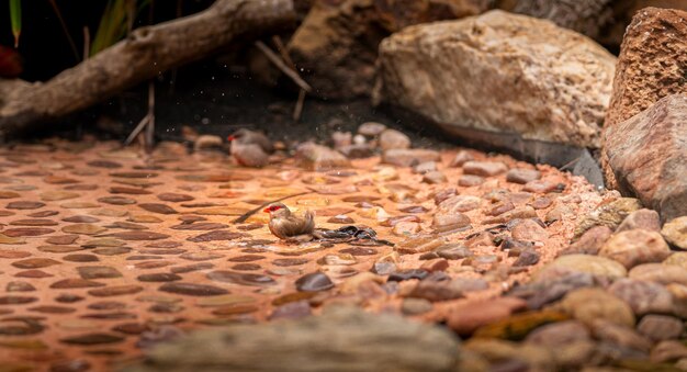 Foto prossimo piano di uccelli sulla roccia