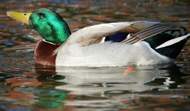 Photo close-up of birds in water