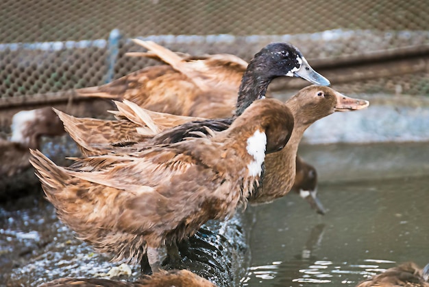 Foto close-up di uccelli in acqua