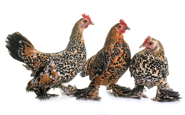 Photo close-up of birds over white background