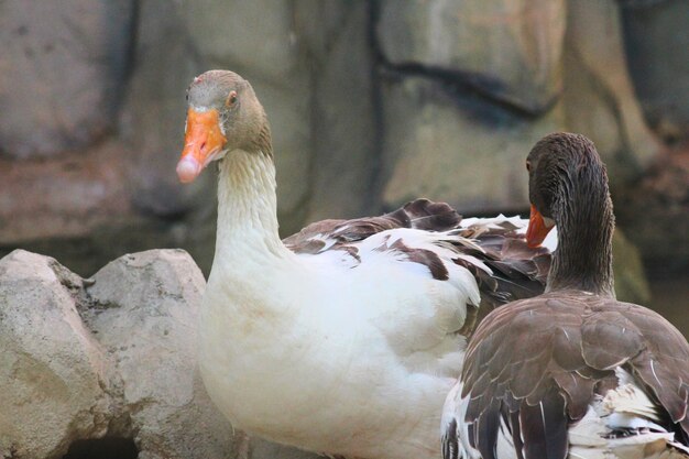 Close-up of birds