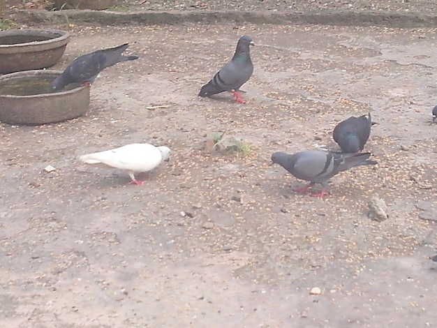 Close-up of birds