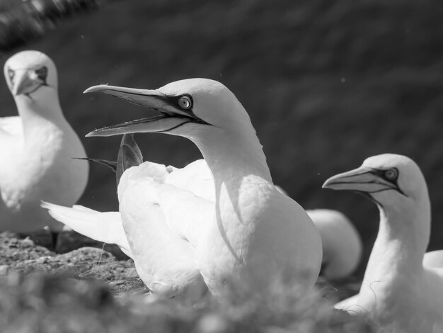 Close-up of birds