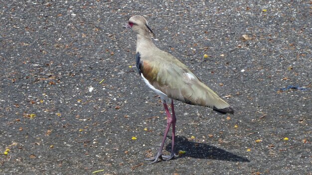 鳥 の クローズアップ