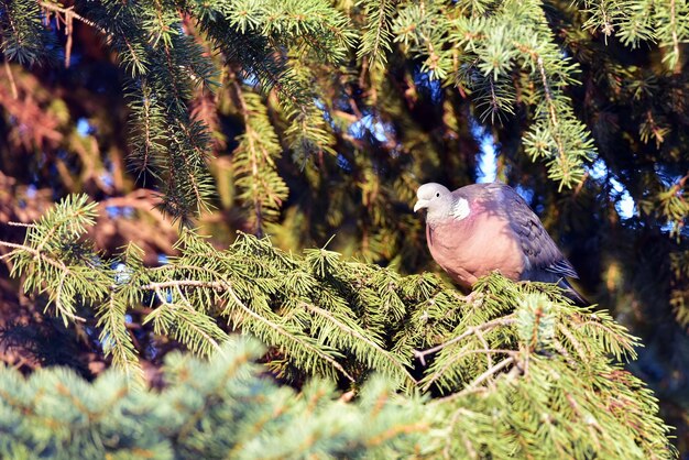 Close-up of birds