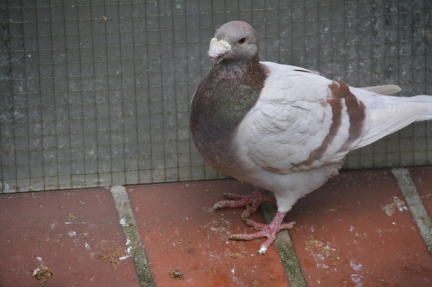 Photo close-up of birds