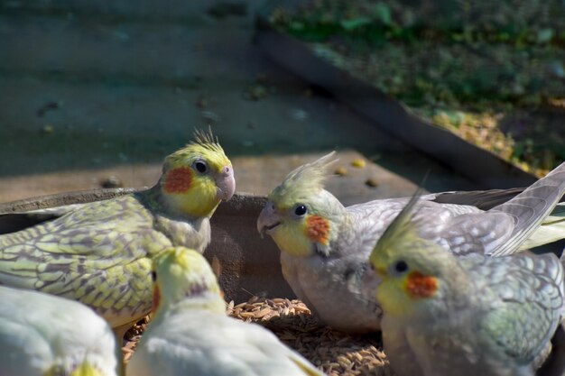 Photo close-up of birds