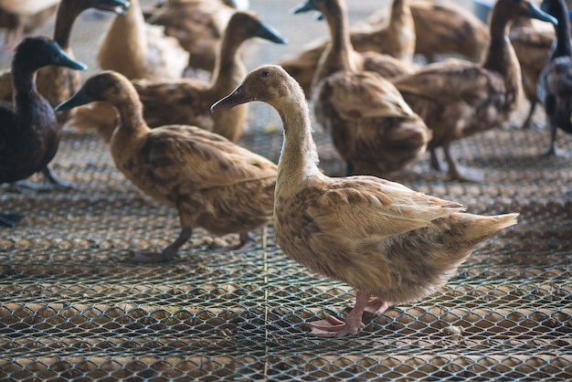 Close-up of birds