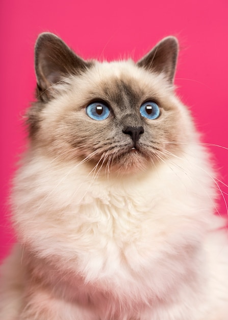 Close-up of a Birman cat