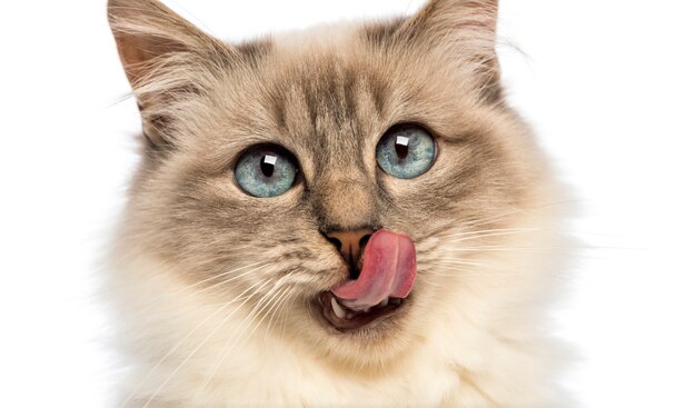 Photo close-up of a birman licking