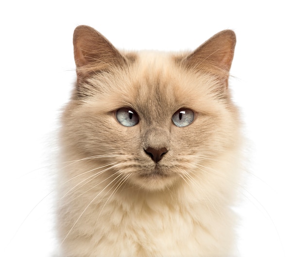 Close-up of a Birman looking, crossed-eyes