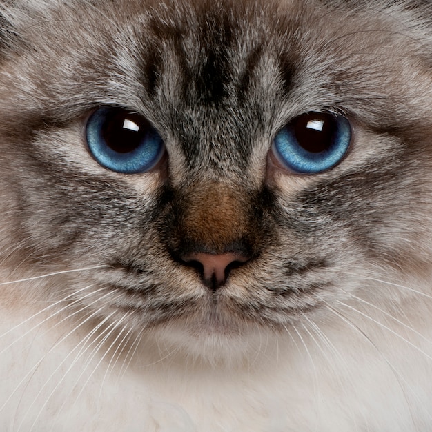 Close up of a Birman   