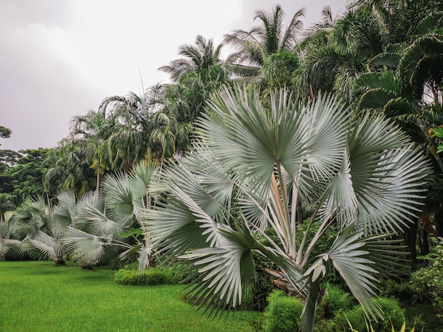 Close up Bismarckia nobilis Silver palm leaves.