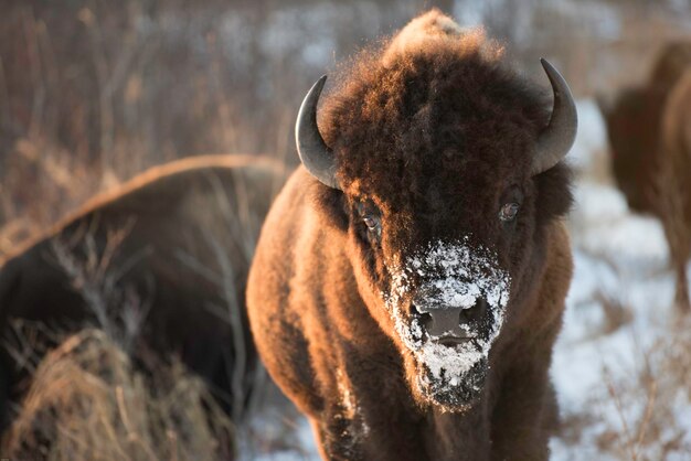 Foto prossimo piano di un bisonte su un campo coperto di neve durante l'inverno