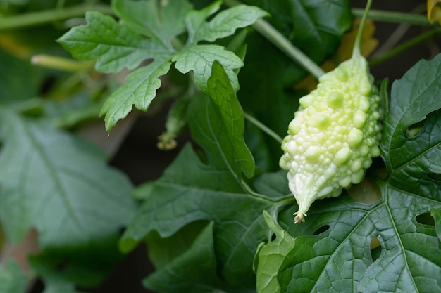 Close-up bittere kalebas op tak Bittere komkommer met natuurlijke achtergrond