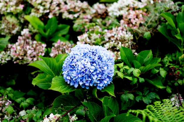Photo close up of a bkye hydrangea flower growing outdoors