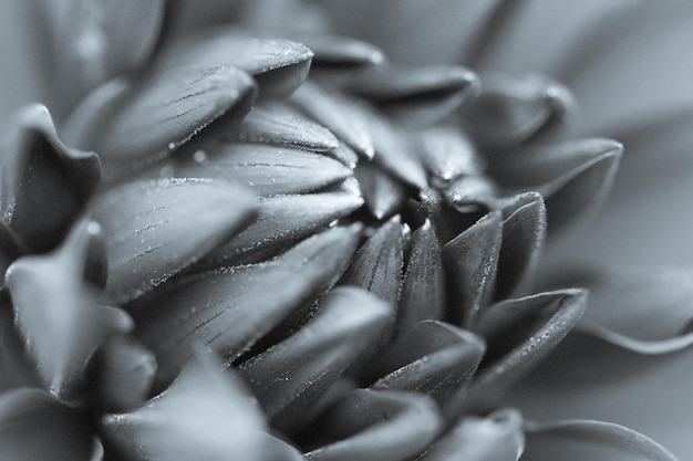Фото Близкий взгляд на черно-белый цветок далии